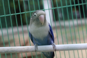 	lovebird is violet in color, with feathers like a mask but not too much color