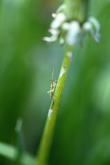 Macro image of a small insect in its natural habitat. Wildlife in Ontario, Canada.
