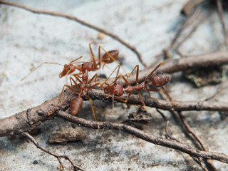 Blurry Ants on The Wood seen close up. fit for animal background. Blurry Background
