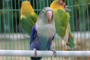 	lovebird is violet in color, with feathers like a mask but not too much color