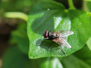Little flies on the leaf seen close up, blurry background