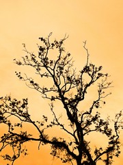 dead tree silhouette