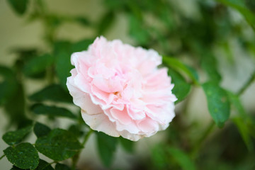 Beautiful colorful pink roses flower in the garden