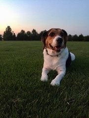 beagle dog in the grass