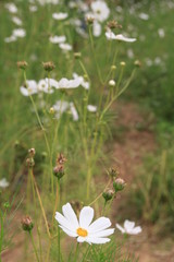 white cosmos flowers field
