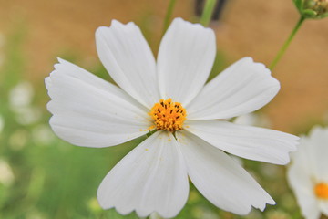 white cosmos flower macro