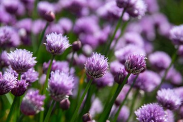 The beautiful blooming chives field in Denmark