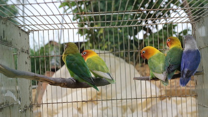 crooked beak birds that will breed in cages when, in the summer