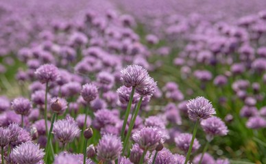 The beautiful blooming chives field in Denmark