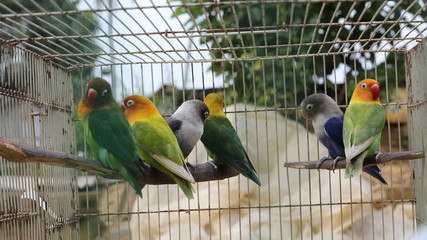 crooked beak birds that will breed in cages when, in the summer