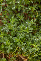 leaves in drops of rain