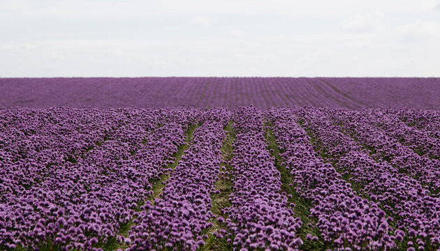 The Beautiful Blooming Chives Field In Denmark