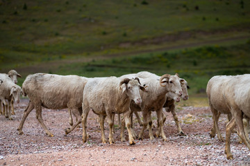 Obraz premium Goats and flock of sheep grazing in the meadow, They are preparing for the feast of sacrifice (Eid Al Adha)