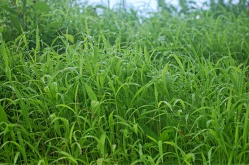 Obraz premium early morning water droplets on green tall grass