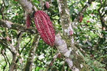 Cocoa pods on the tree.