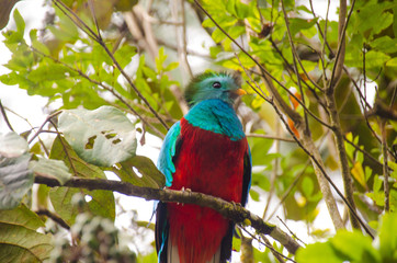 bird quetzal