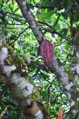 Cocoa pod on the tree in the forest.
