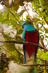 bird quetzal