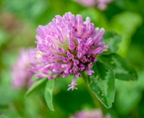 Red clover on a background of emerald green.