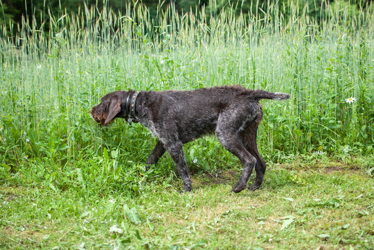 Hunting dog drathaar on a green meadow.