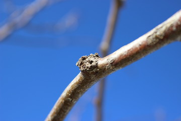 Tree branch intersecting another blurred tree branch in the background. 