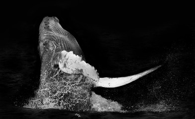 Humpback Whale Breaching Isolated on Black © jnjhuz