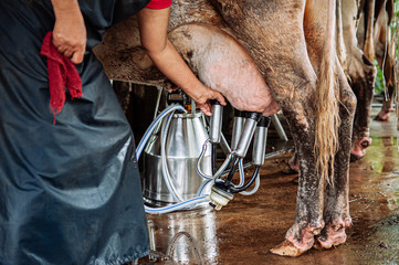 Milking process with  automatic dairy milking machine in local farm