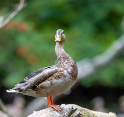 Wild Duck
