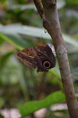Obraz premium Butterfly 