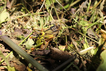insects reproduction