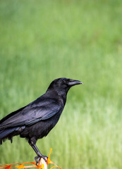 Crow perched on a small wooden stake against a green grass background
