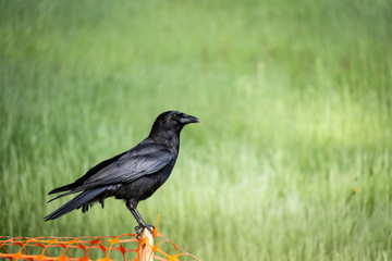 Crow perched on a small wooden stake against a green grass background
