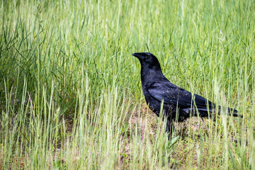 Crow standing in a tall grass field on a sunny day
