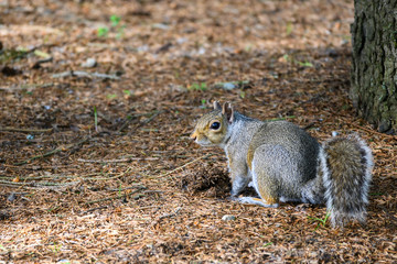 Gray squirrel in a woodland environment looking for buried food
