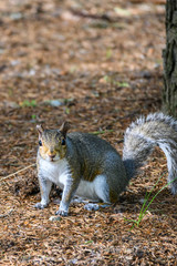 Naklejka na ściany i meble Gray squirrel in a woodland environment looking for buried food 