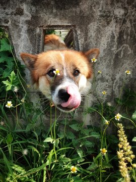 Thai bangkaew dog in the garden