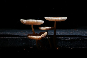 Mushroom, fungus, Magic light Fantasy Glowing Mushrooms in mystery dark close-up. Border art design.  Beautiful macro shot of magic mushroom.