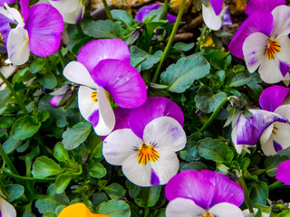 purple and white flowers