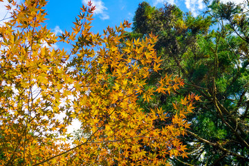 京都　貴船神社　参道