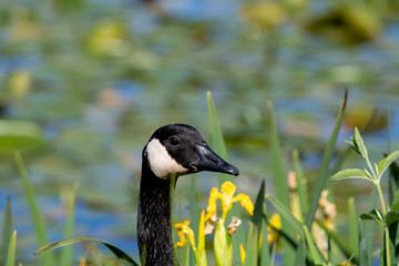 A closeup of Canada goose's face.    Vancouver BC Canada 

