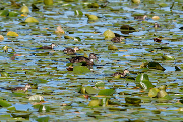 Wood duck family swimming across the marsh area.    Vancouver BC Canada 
