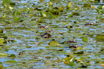 Wood duck family swimming across the marsh area.    Vancouver BC Canada 
