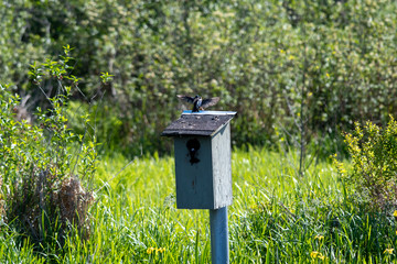Tree swallows flying around the birdhouse.     Vancouver BC Canada 
