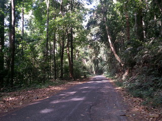 Obraz premium road in the woods