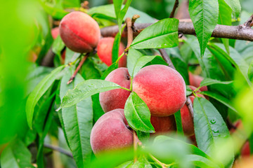Ripe peach fruits growing on a peach tree in orchard.