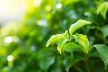 Closeup nature view of green leaf on blurred  greenery background in garden
