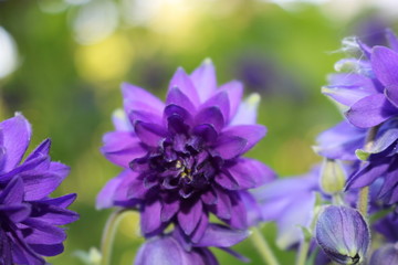 purple flower with blurred background