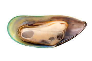 Fresh mussel isolated on white background