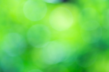 Bokeh from natural light is green with beautiful colors.