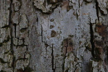 tree bark texture